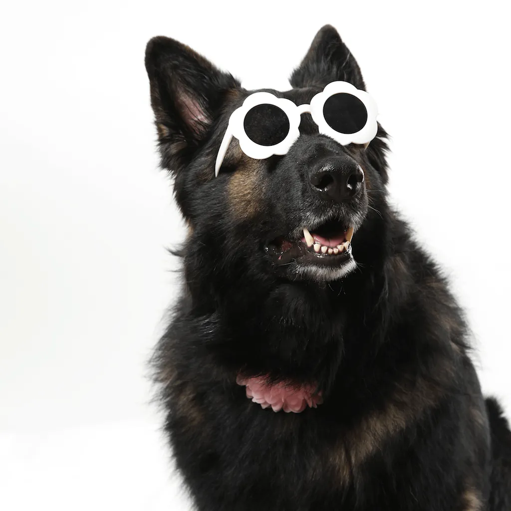 PET OPTIC SHADES -  FLOWER SUNGLASSES