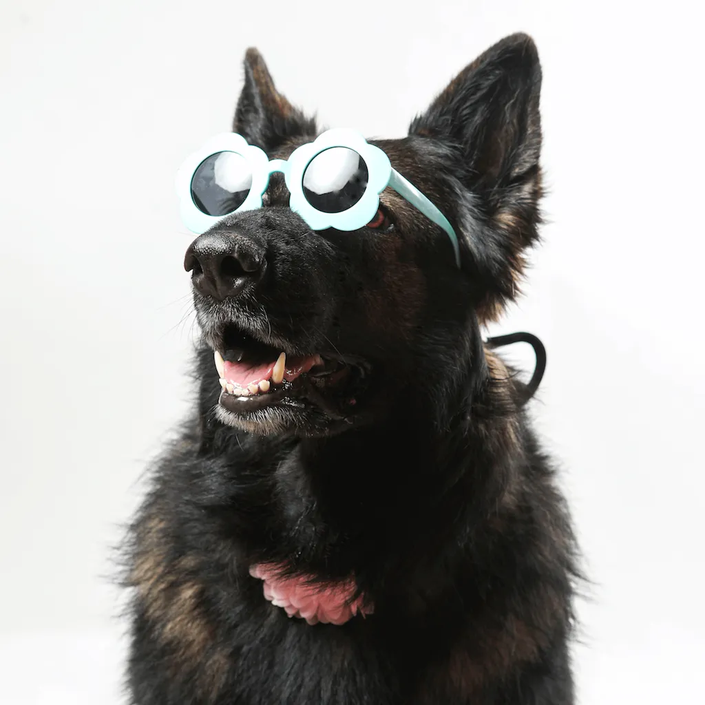 PET OPTIC SHADES -  FLOWER SUNGLASSES